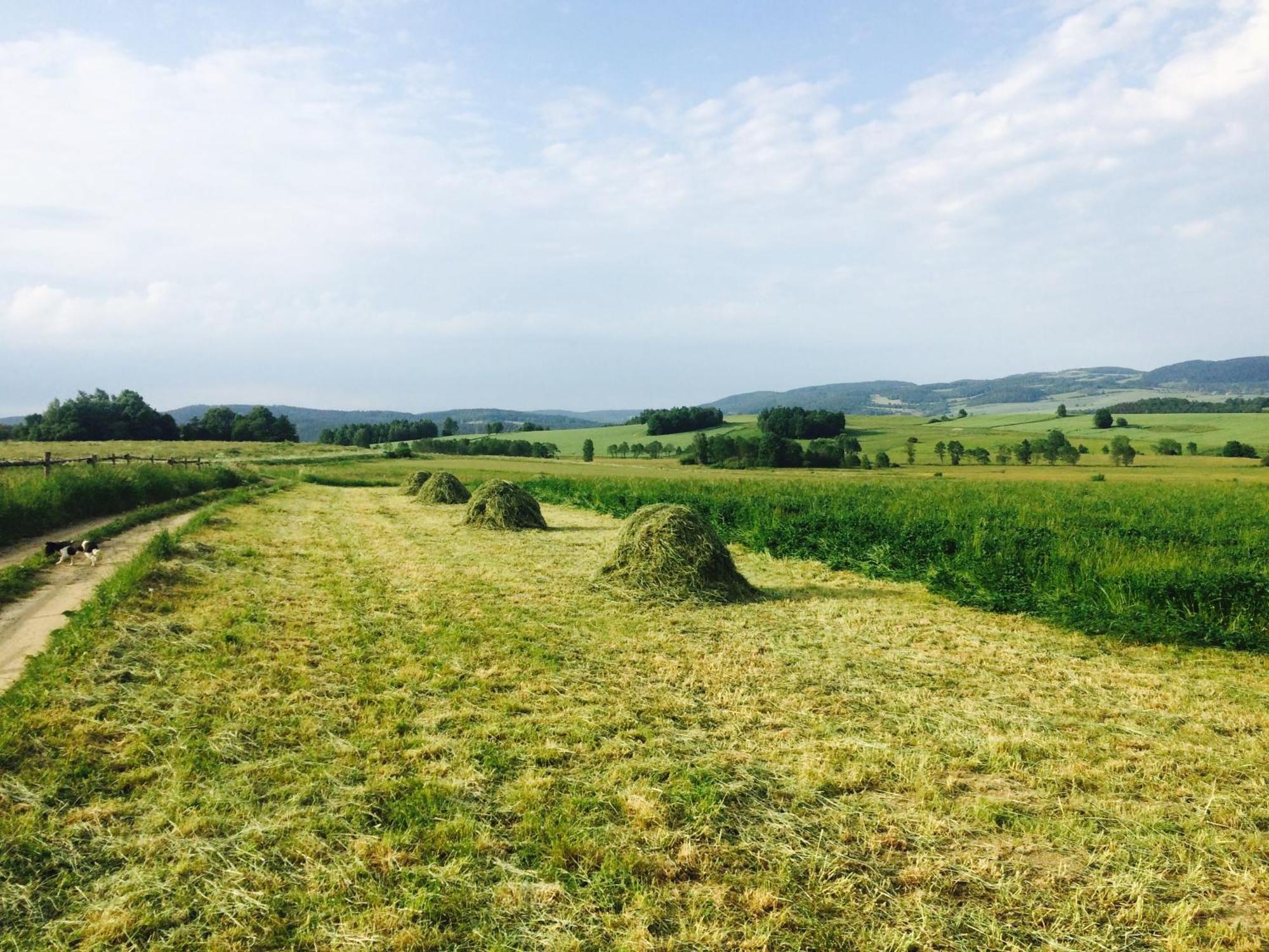Siedlisko Wierchy *